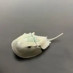 エポック社　地球生命紀行蟹・海老第1弾 シークレット　カブトガニのサムネイル