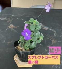 スプレプトカーパス　サクソルム　ポット苗　濃い紫のサムネイル