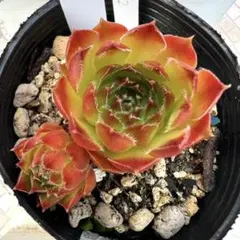 多肉植物 センペルビウム テクトラム ルージュ No.62【黄】 - メルカリ