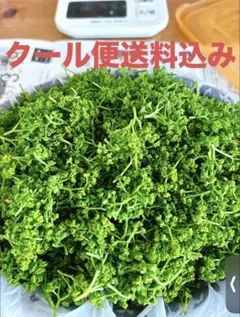 2026年最新】花山椒の人気アイテム - メルカリ