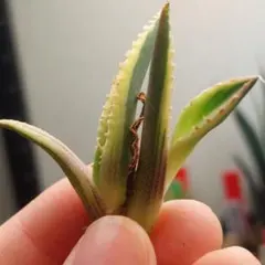 2026年最新】アガベ 狼人 錦の人気アイテム - メルカリ