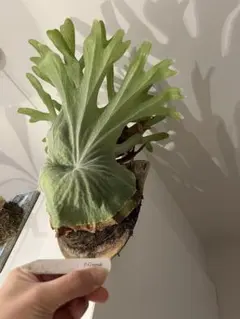 p.willinckii cv.little cloud oc pup - メルカリ