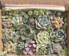 ミニマ錦入り 多肉植物寄せ植えセットA55のサムネイル