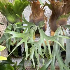 mr.kai × Miami tatuta mix spore 十二田植裁 59]P.willinckii'Tsukiyo' 12th oasis sporeling/十二田植栽mix
