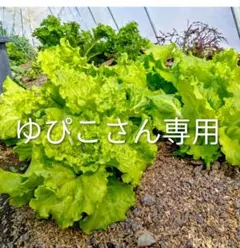 ゆぴこ様専用ページです。