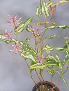 カズー様 リクエスト 2点 まとめ商品