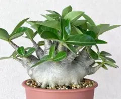 アデニウム ドワーフ タコ足 大型 根上り アラビカム 塊根植物 - メルカリ