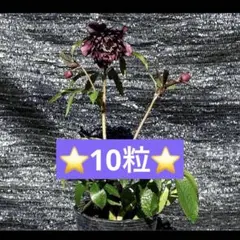 2026年最新】広瀬園芸のクレオパトラの人気アイテム - メルカリ