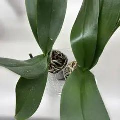 2026年最新】Phalaenopsisの人気アイテム - メルカリ