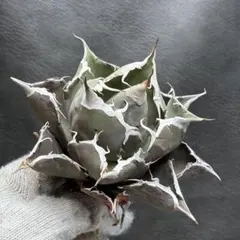龍門】アガベチタノタ “鮫歯”極上バンド幅 写真株出品 超絶狂棘 - メルカリ