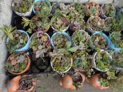 多肉植物 寄せ植え アニマルポット