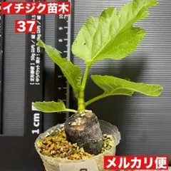 2026年最新】挿し木苗の人気アイテム - メルカリ