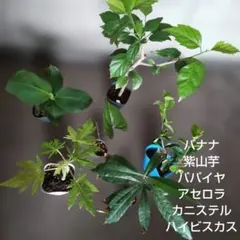 熱帯果樹　バナナ　アセロラ　紫山芋　パパイヤ　カニステル　ハイビスカス　種のサムネイル