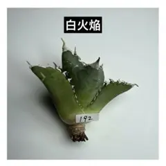 2025年最新】ホワイトファイヤー アガベの人気アイテム - メルカリ
