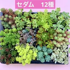 多肉植物 セダム 12種 カット苗 箱いっぱい 詰め合せ 寄せ植えセット