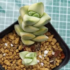 なないろ様 リクエスト 2点 まとめ商品