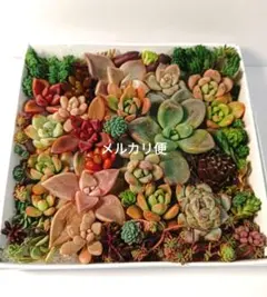 箱いっぱいちまちま寄植えセットエケベリア多肉植物セダム