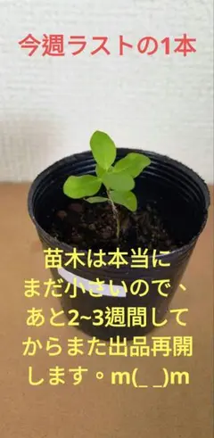 2025年最新】熱帯果樹苗木の人気アイテム - メルカリ