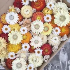 ヘリクリサム　貝細工　イエロー系　花材詰め合わせ　③ ドライフラワー