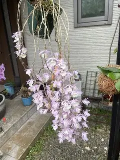 ピエラルディー ピエラルディーの開花 - ピエラルディー