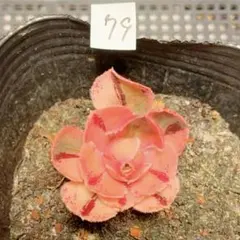 80#観葉植物ア工オニウム錦❤️レッド富士❤️青花瓷❤️1大頭2小頭5cm