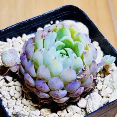 2026年最新】多肉植物エケベリア 韓国苗の人気アイテム - メルカリ
