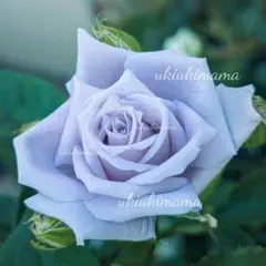 1鉢のみ バラ 苗 薔薇 希少種 - メルカリ