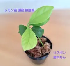レモン苗 国産 無農薬 レモン苗木 リスボン 1株セット 島れもん16