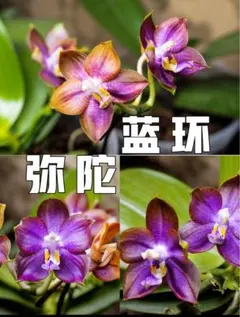 2026年最新】原種胡蝶蘭の人気アイテム - メルカリ