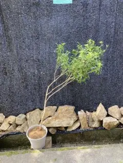 オリーブの木 ネバディロブランコ デザインテラコッタ鉢植え 苗