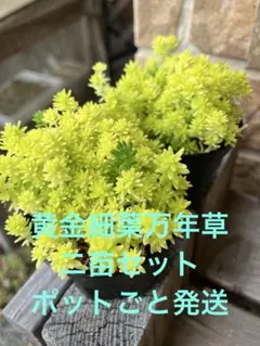 パパイヤ種子（タネ） 品種名 リオグランデ 10粒 - メルカリ