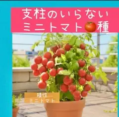 たぬき様 リクエスト 7点 まとめ商品