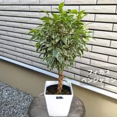B級品/大型観葉植物】シナモンの香りが魅力♪シナモンセイロンニッケイ