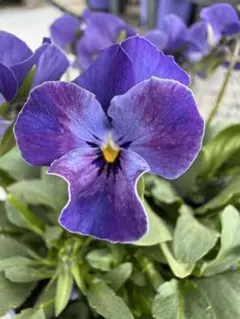 2026年最新】パンジービオラの人気アイテム - メルカリ