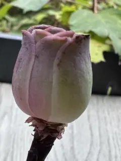 ア*ん様 No.c733グリーノビア　パルマハイブリッド種　アエオニウム