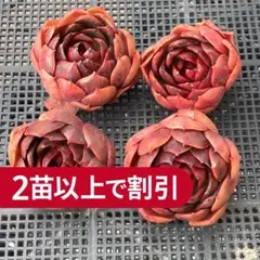 エケベリア　韓国苗　トラフィックライト　多肉植物　ポコ多肉