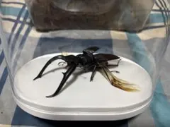 ミヤマクワガタ73ミリ特大 昆虫レジン標本（樹脂標本） - メルカリ