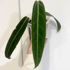 熱帯植物 ✨レア✨ アンスリウム ワロクアーナム