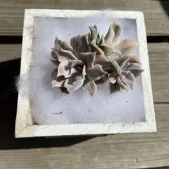 ❤️専用❤️リラシナ錦❤️抜き苗　　　　　　　　　　　　　　　　　週末セール♪ 2025年最新】リラシナ錦の人気アイテム - メルカリ