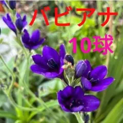 ⑩バビアナ　紫　（10球）のサムネイル