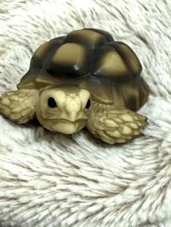 てのりフレンズ　リクガメ