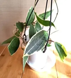 2025年最新】ホヤの人気アイテム - メルカリ