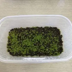 2026年最新】観葉植物 ビカクシダの人気アイテム - メルカリ