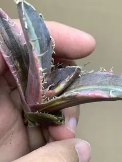 2026年最新】白鯨錦の人気アイテム - メルカリ