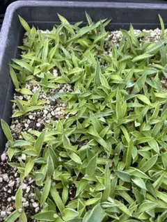 2026年最新】アガベモンタナの人気アイテム - メルカリ