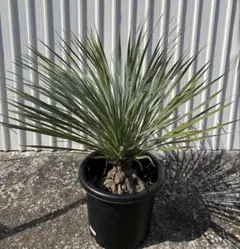 ユッカ ロストラータ