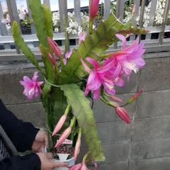 2025年最新】クジャクサボテンみなとまつりの人気アイテム - メルカリ