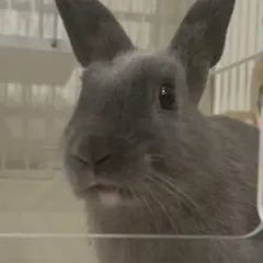おらの名前はぐり！！
