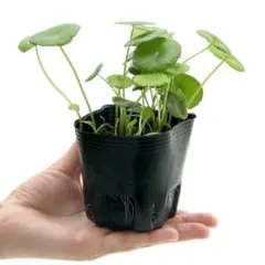 ウォーターマッシュルーム水草 観賞用、ビオトープのサムネイル