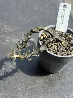 Ceropegia Bosseri セロペギア ボッセリ カット苗　発根済み！のサムネイル